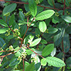 California Coffee Berry (Rhamnus Californica)
