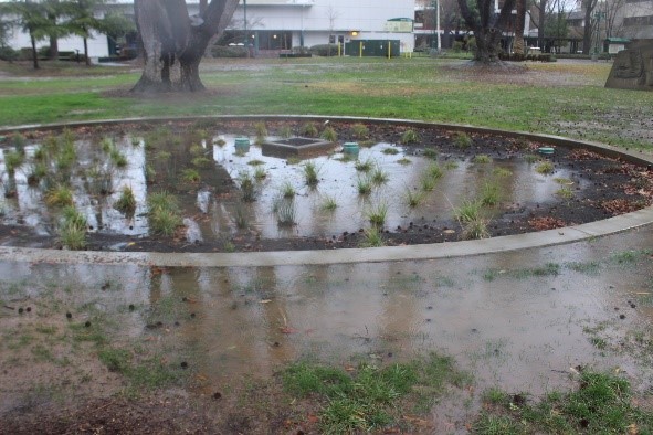 Library Green Rain Garden accumulating stormwater