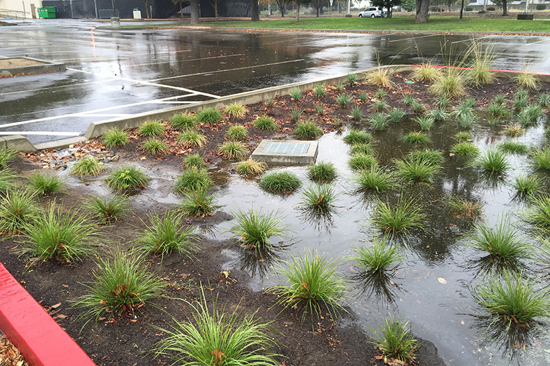 Lot 7 bioretention planter during rain event