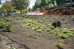 Jed Smith rain garden