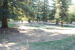 Library Green excavation