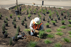 Lot 7 North planting in progress